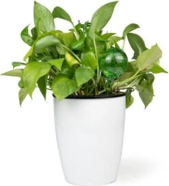 Merkloos Decopatent® 4 Stuks - Waterdruppelaar Voor Planten - Watergever - Glas - Waterbollen - Watergeefsysteem - Plantenbollen - Groen 15 Merkloos Decopatent® 4 Stuks - Waterdruppelaar Voor Planten - Watergever - Glas - Waterbollen - Watergeefsysteem - Plantenbollen - Groen -Tuin- En Buitengereedschapswinkels 1091x1200 4