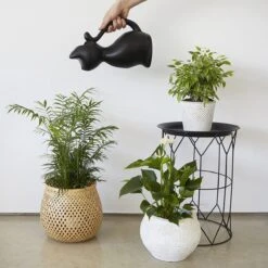 Balvi Meow! Kat Gieter - Zwart -Tuin- En Buitengereedschapswinkels 1200x1200 1812