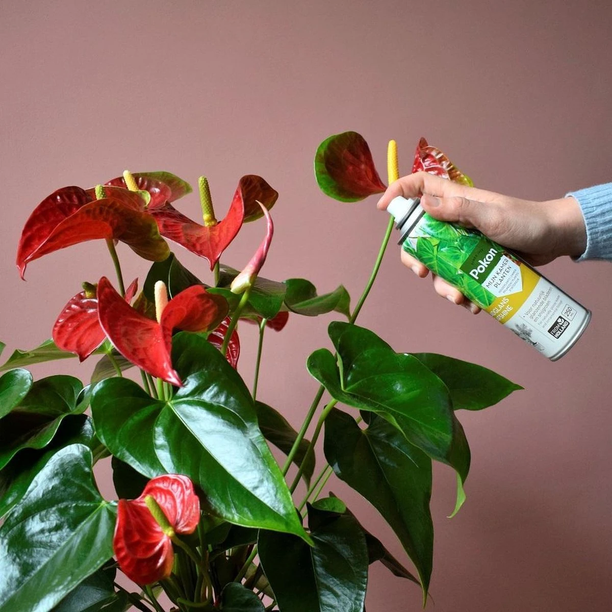 Pokon Bladglans 250ml 4 Pokon Bladglans 250ml - Afbeelding 4