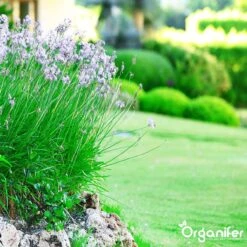 Lavameel Uit Eifel Oergesteente (20Kg Voor 200m2) Organifer 16 Lavameel Uit Eifel Oergesteente (20Kg Voor 200m2) Organifer -Tuin- En Buitengereedschapswinkels 1200x1200 1867