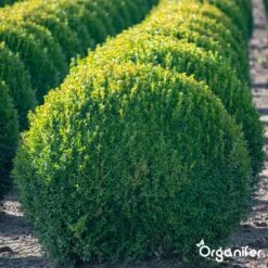 Lavameel Uit Eifel Oergesteente (20Kg Voor 200m2) Organifer 18 Lavameel Uit Eifel Oergesteente (20Kg Voor 200m2) Organifer -Tuin- En Buitengereedschapswinkels 1200x1200 1869