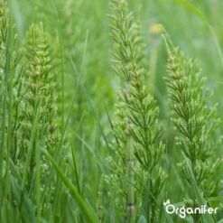 Lavameel Uit Eifel Oergesteente (20Kg Voor 200m2) Organifer 20 Lavameel Uit Eifel Oergesteente (20Kg Voor 200m2) Organifer -Tuin- En Buitengereedschapswinkels 1200x1200 1871