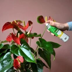 Pokon Bladglans 600ml 9 Pokon Bladglans 600ml -Tuin- En Buitengereedschapswinkels 1200x1200 1875