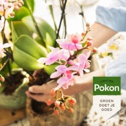 Pokon Orchidee Voeding - 500ml - Plantenvoeding - 10ml Per 1L Water -Tuin- En Buitengereedschapswinkels 1200x1200 1883