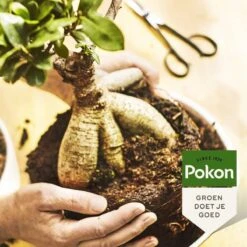 Pokon Bonsai Voeding - 250ml - Plantenvoeding - 10ml Per 1L Water 10 Pokon Bonsai Voeding - 250ml - Plantenvoeding - 10ml Per 1L Water -Tuin- En Buitengereedschapswinkels 1200x1200 1889
