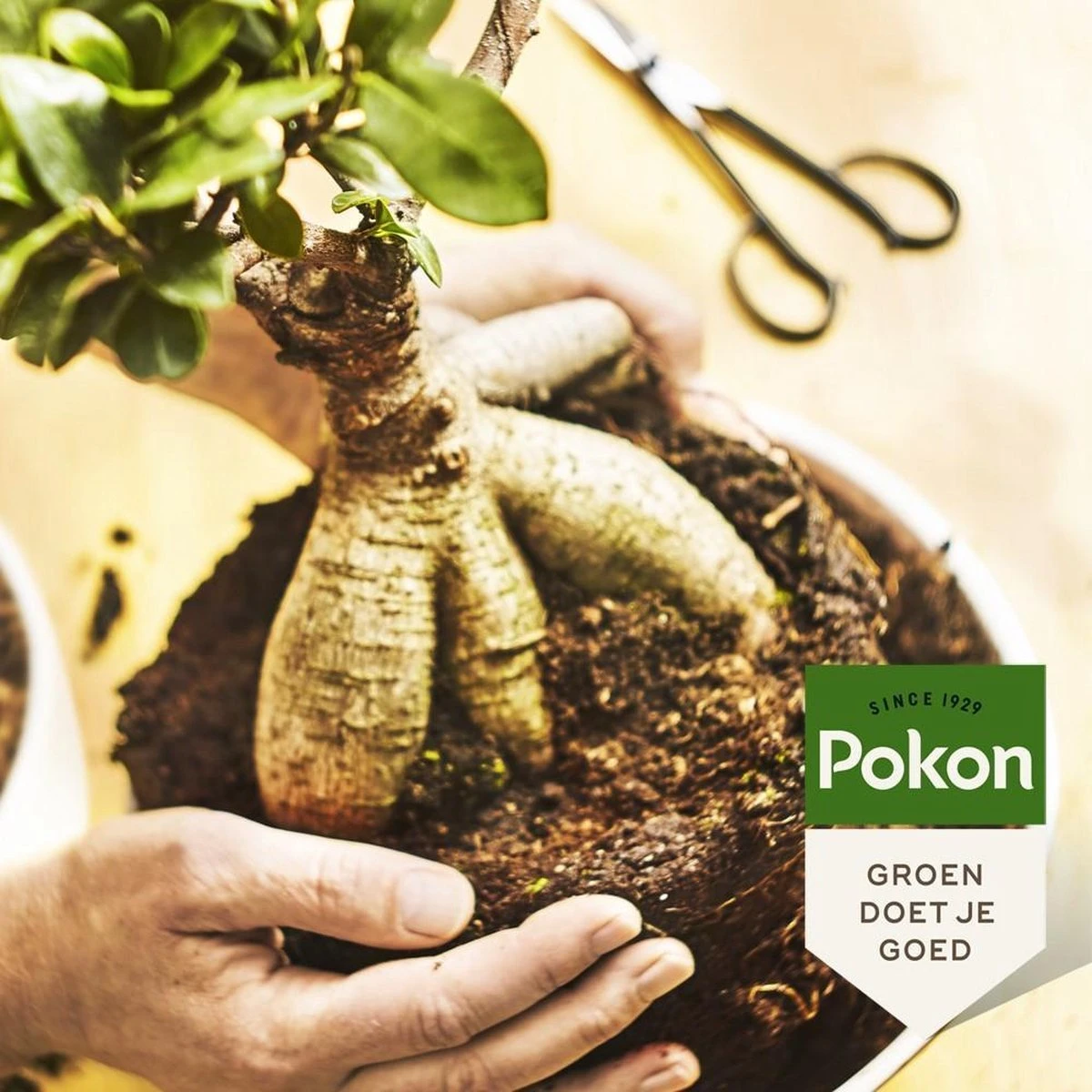 Pokon Bonsai Voeding - 250ml - Plantenvoeding - 10ml Per 1L Water 5 Pokon Bonsai Voeding - 250ml - Plantenvoeding - 10ml Per 1L Water - Afbeelding 5