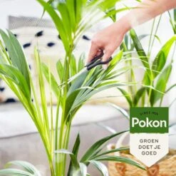 Pokon Bio Palm Voeding - 250ml - Plantenvoeding (bio) - 7ml Per 1L Water -Tuin- En Buitengereedschapswinkels 1200x1200 1896