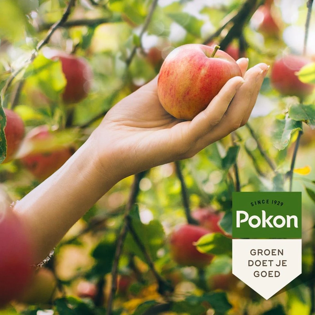 Pokon Bio Fruitbomen Mest - 1kg - Meststof (biologisch) - 120 Dagen Voeding 4 Pokon Bio Fruitbomen Mest - 1kg - Meststof (biologisch) - 120 Dagen Voeding - Afbeelding 4