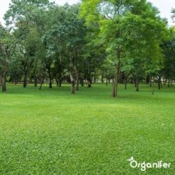 Kalk Korrel Meststof Verrijkt Met Magnesium (5Kg - Voor 100m2) Voor Dieper Bladgroen (+PH) Speciaal Voor Gazon, Perken, Moestuin En Openbaar Groen - Organifer -Tuin- En Buitengereedschapswinkels 1200x1200 1909