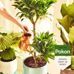 Pokon Kamerplanten Voeding - 500ml - Plantenvoeding - 20ml Per 1L Water -Tuin- En Buitengereedschapswinkels 1200x1200 1914