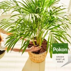 Pokon Palm Voeding - 250ml - Plantenvoeding - 10ml Per 1L Water -Tuin- En Buitengereedschapswinkels 1200x1200 1918