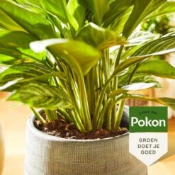 Pokon Groene Planten Voeding - 500ml - Plantenvoeding - 20ml Per 1L Water -Tuin- En Buitengereedschapswinkels 1200x1200 1923