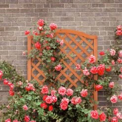 Relaxdays Plantenbak Met Klimrek - Bloembak Trellis - Rankhulp Hout - Voor Klimplanten -Tuin- En Buitengereedschapswinkels 1200x1200 1936