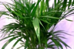 Pokon Powerspray Kamerplanten 300ml -Tuin- En Buitengereedschapswinkels 1200x796 11