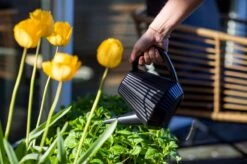 Xala - Gieter Doppio Groove 2L Zwart -Tuin- En Buitengereedschapswinkels 1200x799 182