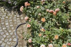 GARDENA Kraanverbindingsstuk Binnenshuis 21 GARDENA Kraanverbindingsstuk Binnenshuis -Tuin- En Buitengereedschapswinkels 1200x800 420