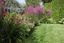 ECOstyle Tuinmest Organische Meststof - Border & Siertuin - Natuurlijke Meststof Gazon - 120 Dagen Voeding- 50 M² - 5 KG -Tuin- En Buitengereedschapswinkels 1200x800 478