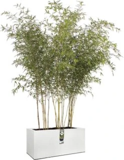 Elho Vivo Structure Finish Lang 90 - Plantenbak Voor Binnen & Buiten - Ø 88 X H 41 - Wit -Tuin- En Buitengereedschapswinkels 931x1200 2